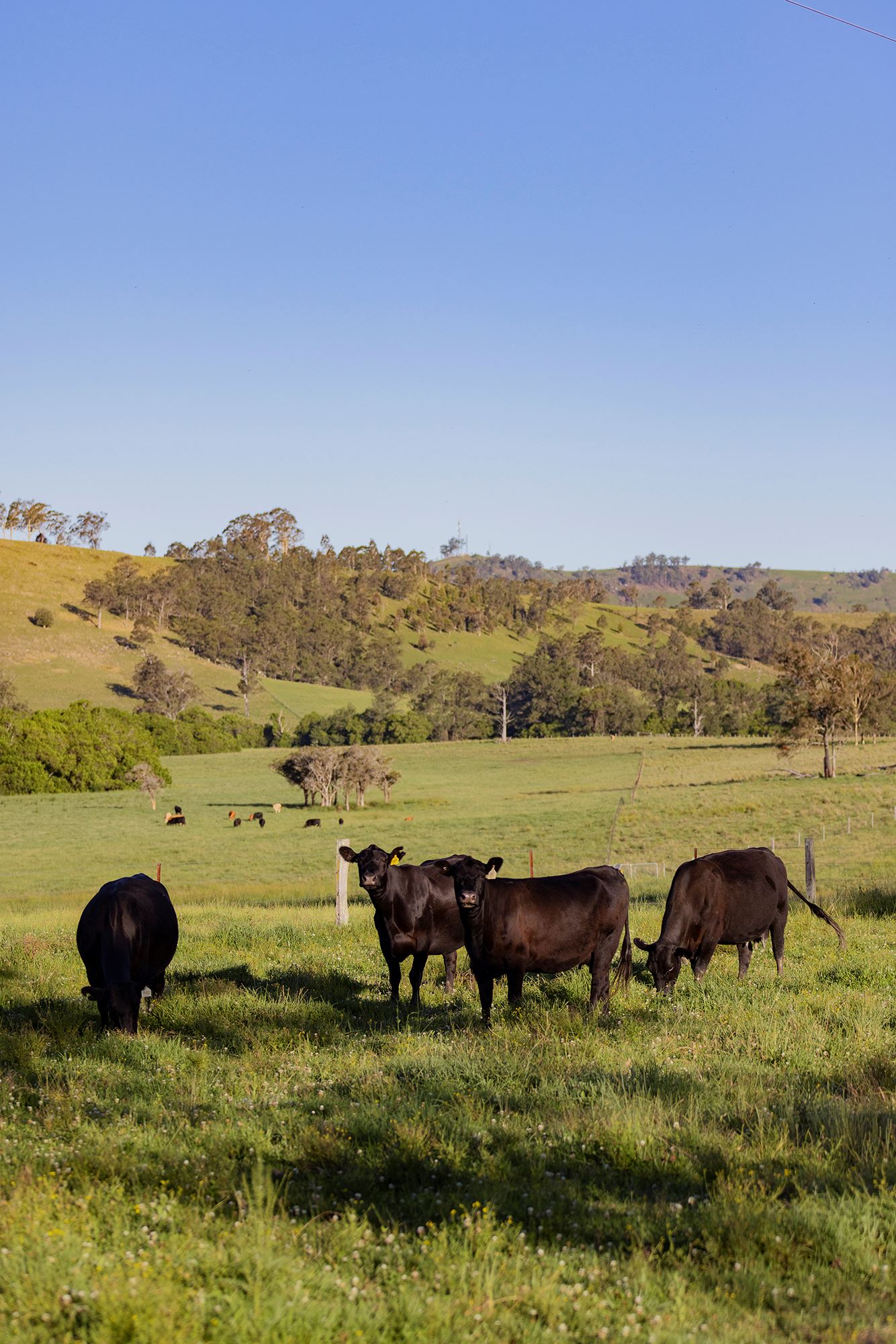 Celebrating Co-ops & Community Resilience in Dungog